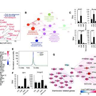 Transcriptional Regulatory Signatures In Cmp And Gmp Developmental