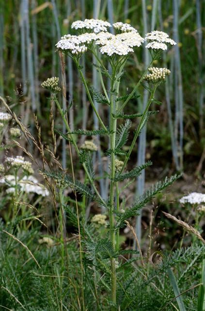 Common Yarrow Annadel Plants INaturalist