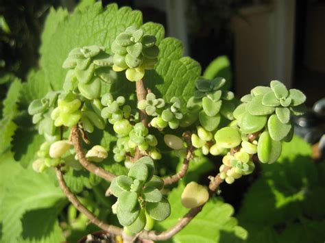 Plectranthus Socotranus Calandstr Leiden Nl 6 Sept 201 Flickr