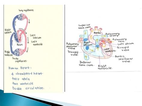 vertebrates hearts and hemocytes function