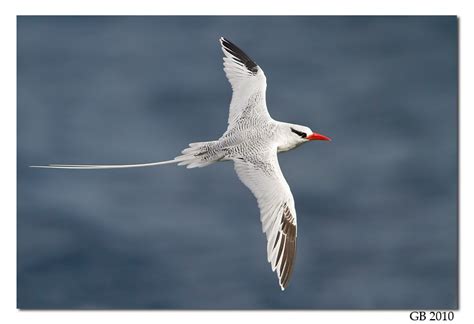 RED-BILLED TROPICBIRD