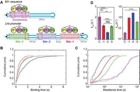 The Sequence Of Egr1 Binding Site Modulates Both Its Association And