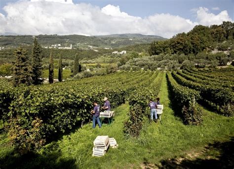 Masi Agricola Al Via La 250esima Vendemmia Alimentando