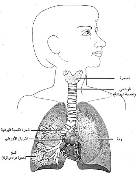 كيف يعمل الجهاز التنفسي