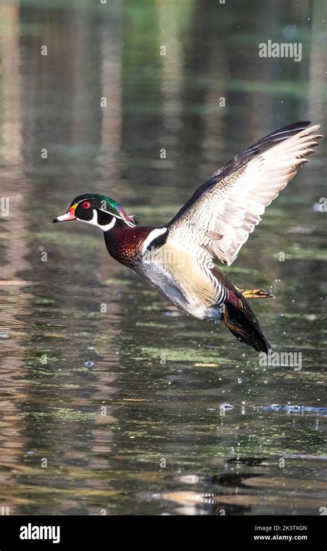 Male wood duck in flight Stock Photo - Alamy