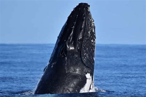 From Fremantle 2 Hour Luxury Whale Watching Cruise Getyourguide