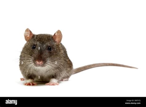 Rat With Fluffy Tail Hi Res Stock Photography And Images Alamy