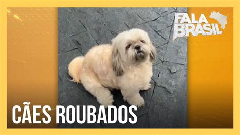 Ladrões roubam cachorros para revendê los YouTube