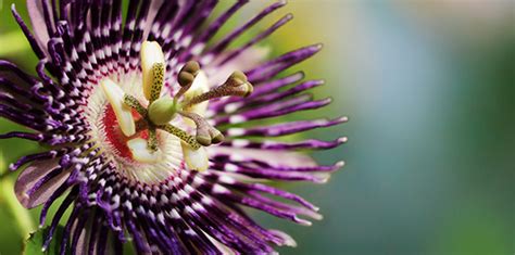 Effects and entheogenic use of passionflower