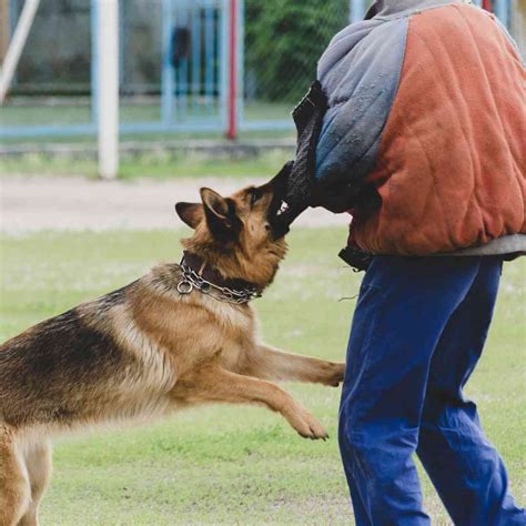 Training German Shepherds - A Realistic, Honest GSD Training Guide ...