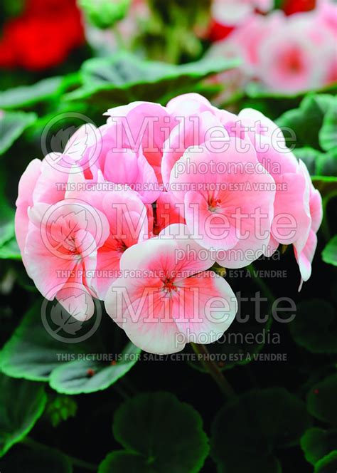 Photo Of Pelargonium Bullseye Salmon Pelargonium Geranium