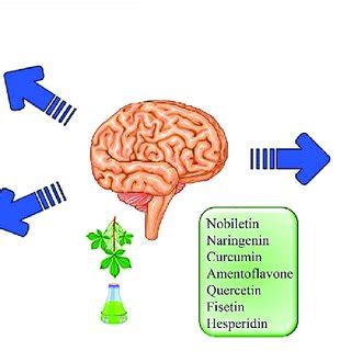 Schematic Illustration Of The Possible Mechanisms Of Natural Compounds