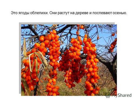 Презентация на тему: "Фрукты, овощи и ягоды. Как они растут?. Весной ...