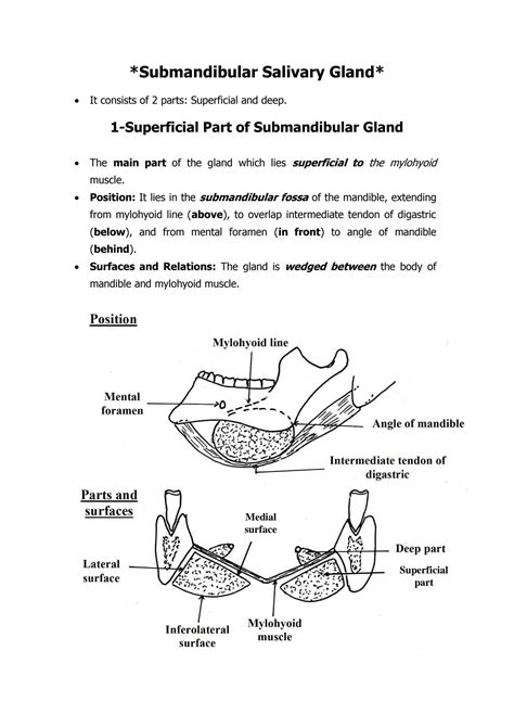 Solution Anatomy Of The Face Submandibular Salivary Gland Studypool