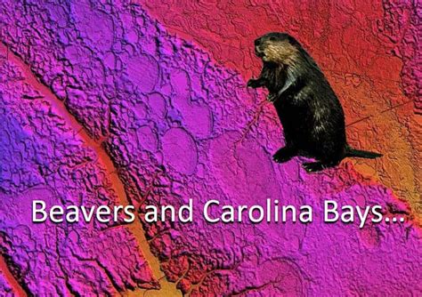 Podcast Be001 Beavers And Carolina Bays