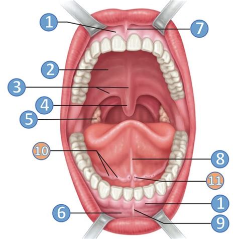 Bio 2060 Lecture Ch 26 06 Oral Cavity Flashcards Quizlet