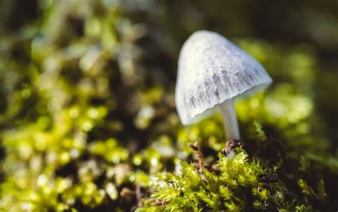 Premium Photo The Magic Mushroom Or Liberty Cap Psilocybe Semilanceata