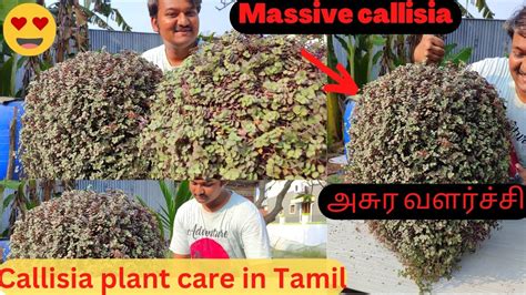 Callisia Plant Care In Tamil Pink Lady Plant Care Callisia Plant