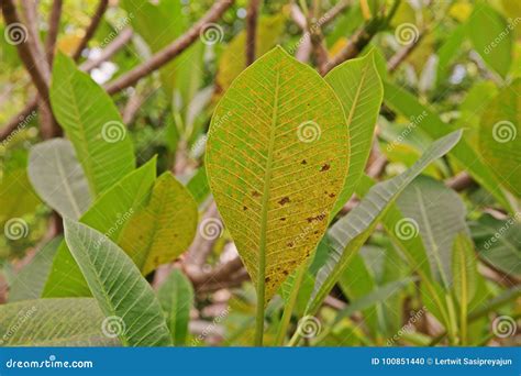 Plant Disease Plumeria Leaves Disease Stock Photo Image Of Disease