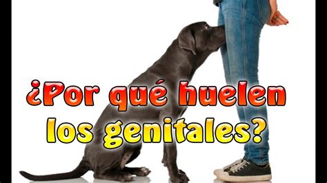 12 Datos De Los Perros YouTube