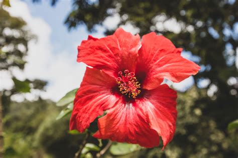 Martinique D Couvrir L Le Aux Fleurs Vio Vadrouille