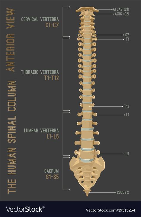 Human Spine Column Royalty Free Vector Image Vectorstock