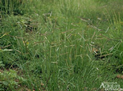 Black Grama Grass