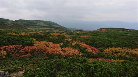 大雪山旭岳の紅葉情報！ Daisetsuzan Asahidake Ropeway