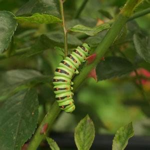 CATERPILLAR PIN / Papilio Machaon Caterpillar, Swallowtail Caterpillar ...