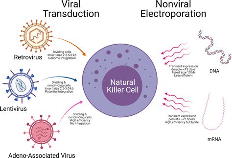 Frontiers Current Perspectives On “off The Shelf” Allogeneic Nk And