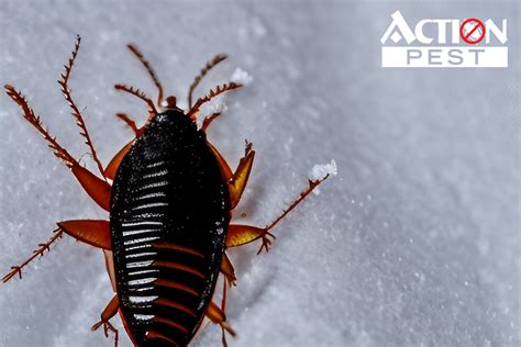 Can Cockroaches Survive In The Cold Action Pest Services