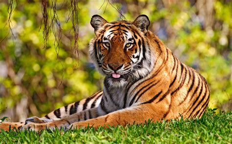 Green tiger wallpaper