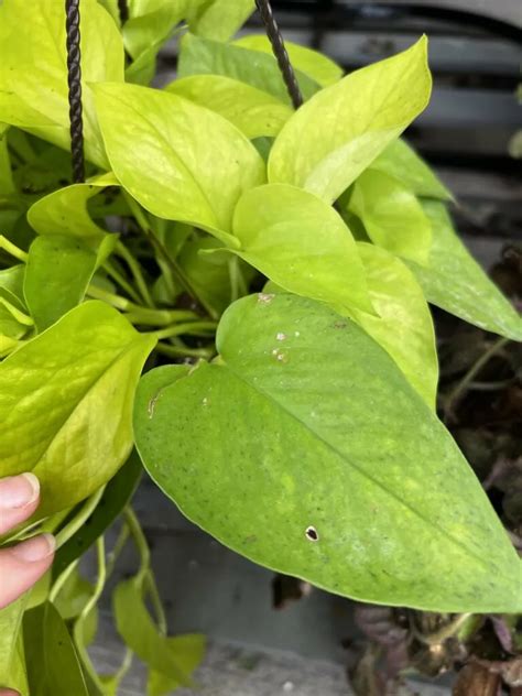 Neon Pothos Care Everything You Need To Know Keep Your Plants Alive