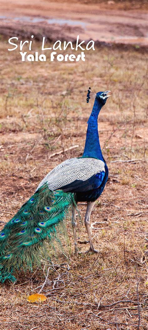 Yala National Park Peacock