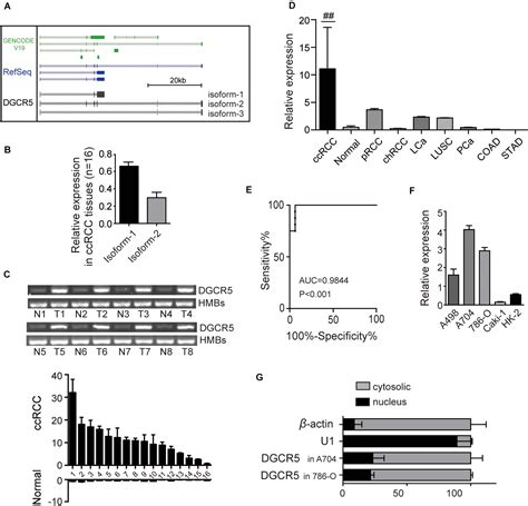 Frontiers LncRNA DGCR5 Isoform 1 Silencing Suppresses The Malignant