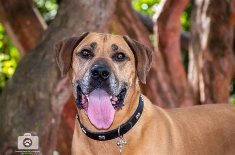 A Boerboel Rottweiler Mix: The Gentle Guardian