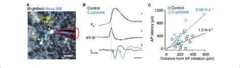 Reduced Conduction Velocity In Axon Collaterals Of Demyelinated Layer