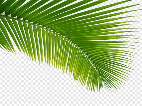 Verano Hoja De Palmera Verde Png Pngegg