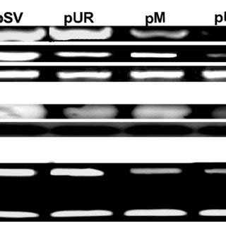 Rnai Mediated Knockdown Of Upar And Mmp Expression In Iomm Lee Cells