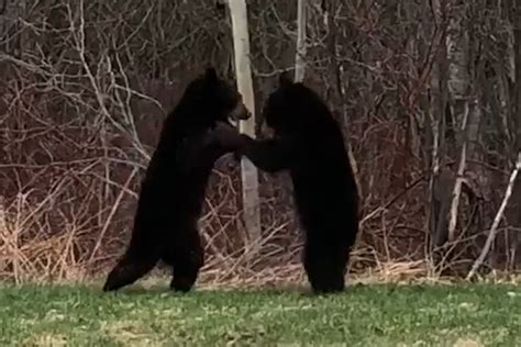 Village Video Northern Ontario Homeowner Catches Bears In A Backyard Dance Barrie News