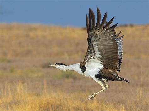 Great Indian bustard - Alchetron, The Free Social Encyclopedia