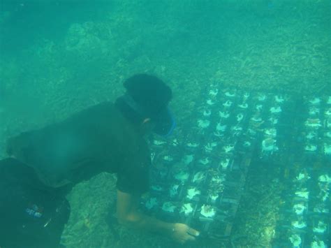 Alam Bawah Laut Budidaya Terumbu Karang