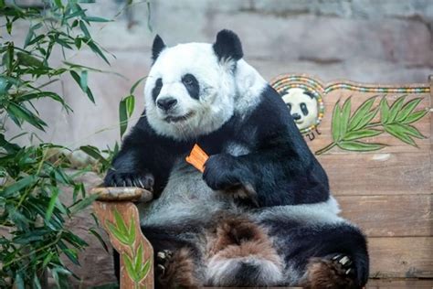 Una Triste Noticia Se Dio A Conocer Que Ha Fallecido La Osa Panda De