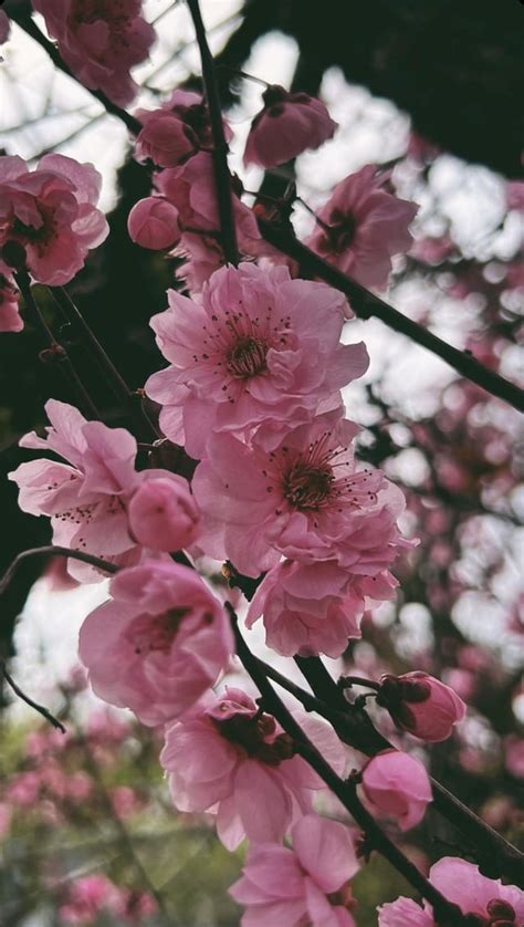 in bloom : r/MobileWallpaper