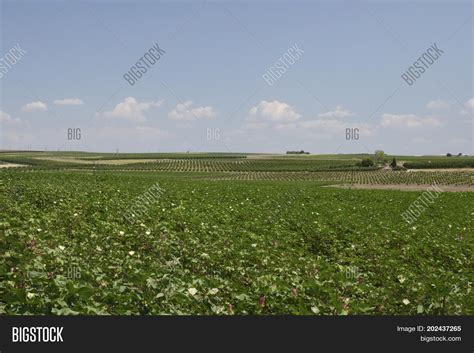 Flowering Cotton Field Image And Photo Free Trial Bigstock