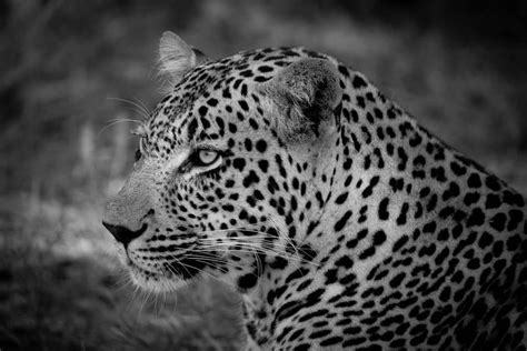 Nat Geo Wild On Instagram 📸 By Agoetzfilm This Big Cat Beauty Had