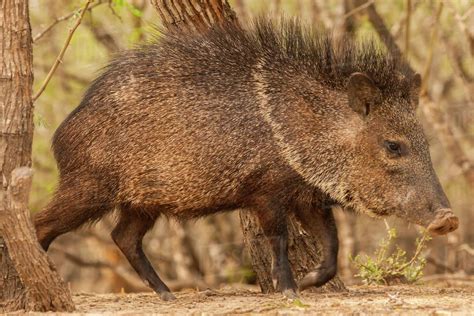 Photo D25621834 From Dissolve Javelina Collared Peccary Hidalgo