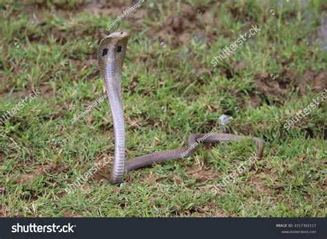 King Cobra Ophiophagus Hannah Species Venomous Stock Photo