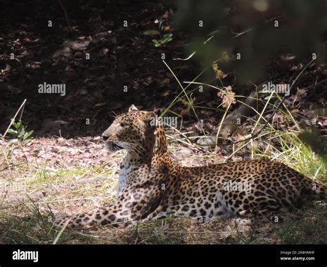 leopards of Sri Lanka Stock Photo - Alamy