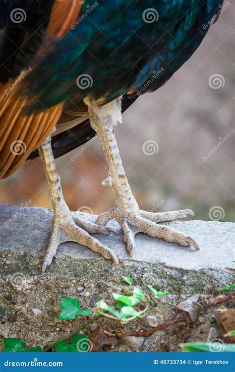 Bird S Legs Stock Photo Image Of Farm Stone Leather 40733734